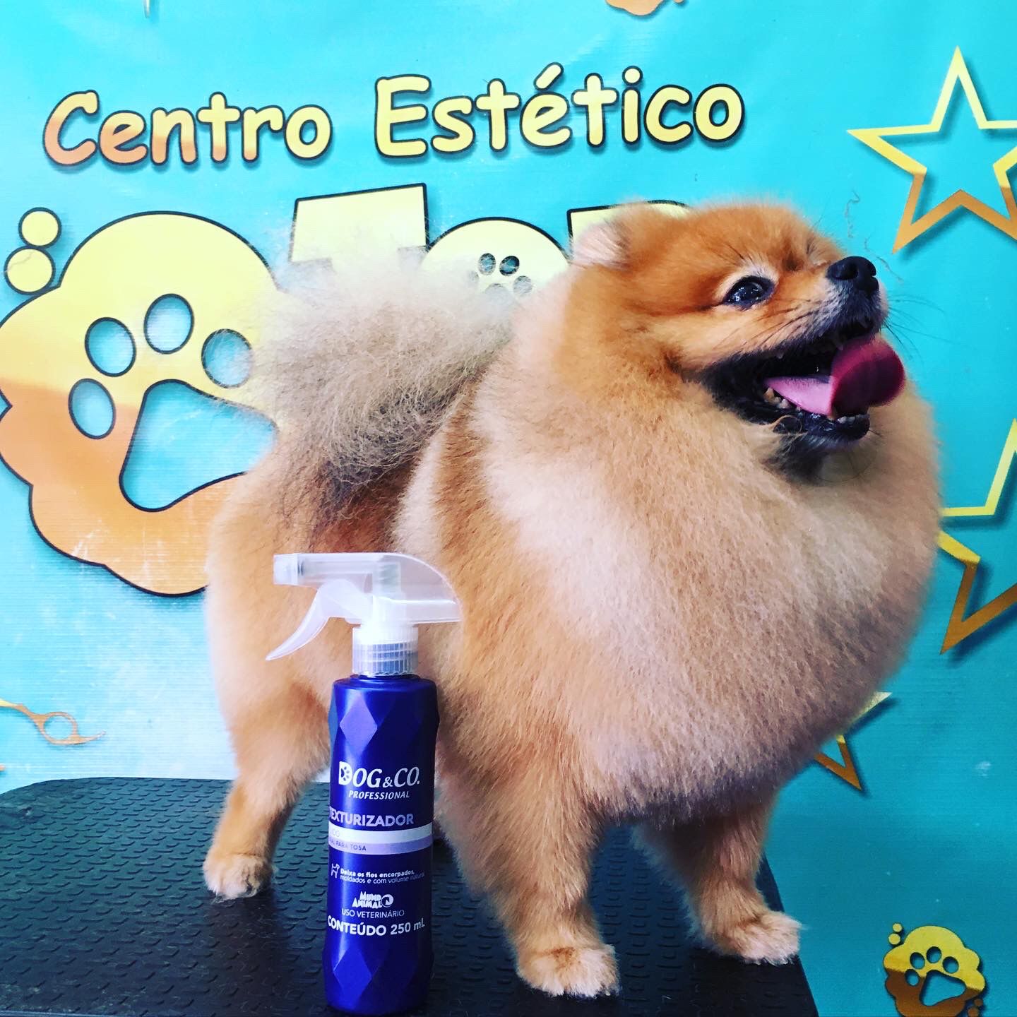 Pet Shop de Cachorro Banho e Tosa Preço Itaquaquecetuba - Pet Shop